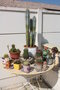 vignette assortiments cactus en mai 09