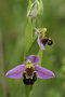 vignette Ophrys abeille (Ophrys apifera)