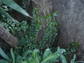vignette Ficus pumila variegata