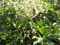 vignette Fatsia japonica au 09 11 09