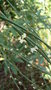 vignette Persicaria scoparius