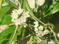 vignette Hoya shepherdii = Hoya longifolia ?