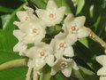 vignette Hoya shepherdii = Hoya longifolia ?