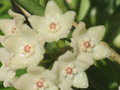 vignette Hoya shepherdii = Hoya longifolia ?