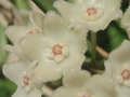 vignette Hoya shepherdii = Hoya longifolia ?