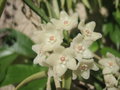 vignette Hoya shepherdii = Hoya longifolia ?