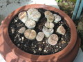 vignette Lithops coupe