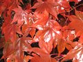 vignette Acer palmatum osakasuki gros plan du feuillage au 10 11 09