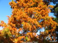 vignette Taxodium ascendens ' Nutans '  Cyprs de Virginie