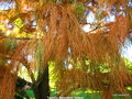 vignette Taxodium ascendens ' Nutans '  Cyprs de Virginie