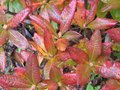 vignette Rhododendron glowing embers au 11 11 09