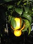 vignette Citrus sinensis : oranger