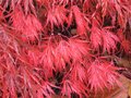 vignette Acer palmatum dissectum garnett en feuillage d'automne au 12 11 09