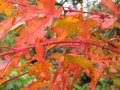 vignette Acer palmatum senkaki et ses rameaux rouges au 12 11 09