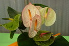 vignette Anthuriums en bouquet