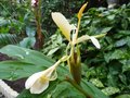 vignette Hedychium flavescens