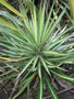 vignette Yucca aloifolia 'Argenteo-Variegata'
