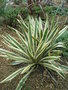 vignette Yucca filamentosa ssp concava 'Albovariegata'