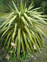 vignette Yucca recurvifolia 'Medio-Picta'