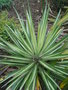 vignette Yucca aloifolia 'Albo-Variegata' ou 'Argenteo-Variegata'