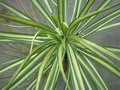 vignette Yucca aloifolia 'Medio-Variegata'