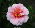 vignette Camélia ' TAMA VINO ' camellia japonica