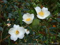 vignette Camélia ' CORNISH SNOW ' camellia hybride