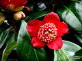 vignette Camlia ' LIPSTICK ' camellia japonica