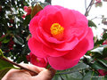 vignette Camlia ' COTES D'ARMOR 'camellia hybride