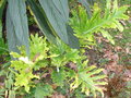 vignette phyllodendron selloum