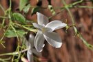 vignette Jasminum grandiflorum