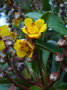 vignette Hibbertia podocarpifolia