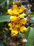 vignette Hibbertia podocarpifolia