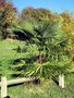 vignette Trachycarpus nainital