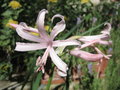 vignette Nerine bowdenii