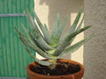 vignette Aloe Dichotoma