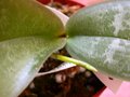 vignette phalaenopsis stuartiana (dbut hampe florale)