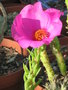 vignette Portulaca grandiflora - Pourpier  grandes fleurs