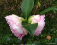 vignette Camélia ' Interlude ' camellia  hiemalis