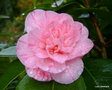 vignette Camélia ' KICK-OFF ' camellia japonica
