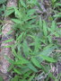 vignette Poaceae sp hanoi
