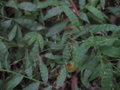 vignette Poaceae sp hanoi