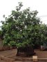 vignette L'arbre  pain - Artocarpus altilis