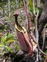 vignette Nepenthes