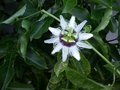 vignette Passiflora edulis - Passiflore