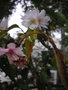 vignette Prunus subhirtella 'Autumnalis' - Cerisier