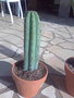 vignette Trichocereus Pachanoi, Cactus San Pedro