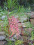 vignette Grevillea Robyn Gordon