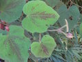 vignette Rubus moluccanus discolor