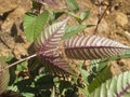 vignette Rubus etropicus